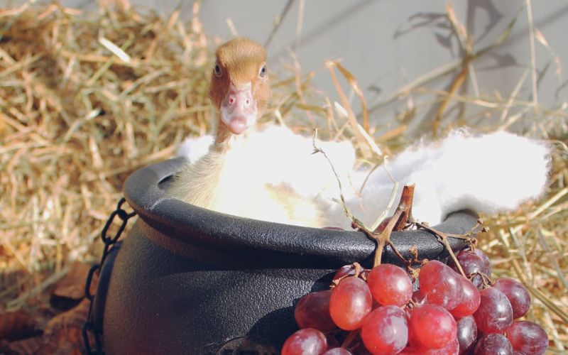 enpa monza festa autunno