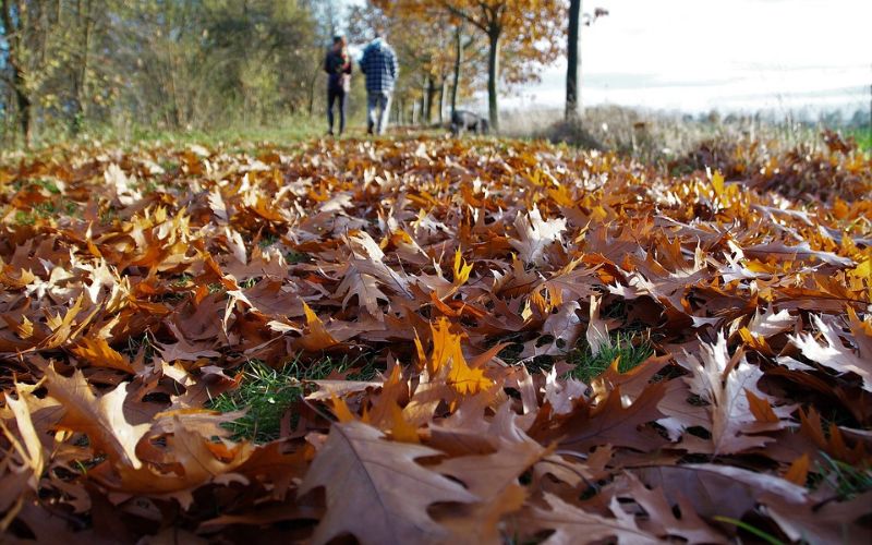 foglie autunno