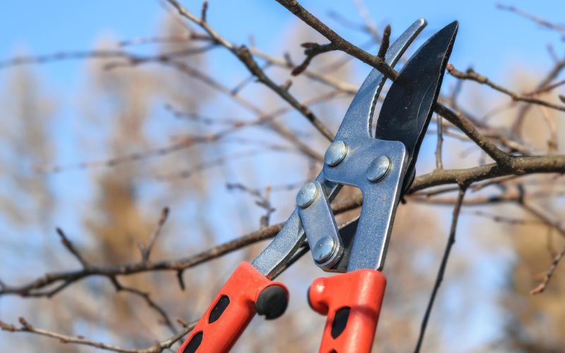 potatura alberi taglio manutenzione verde